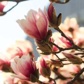 cultivons-nous-au-jardin.png